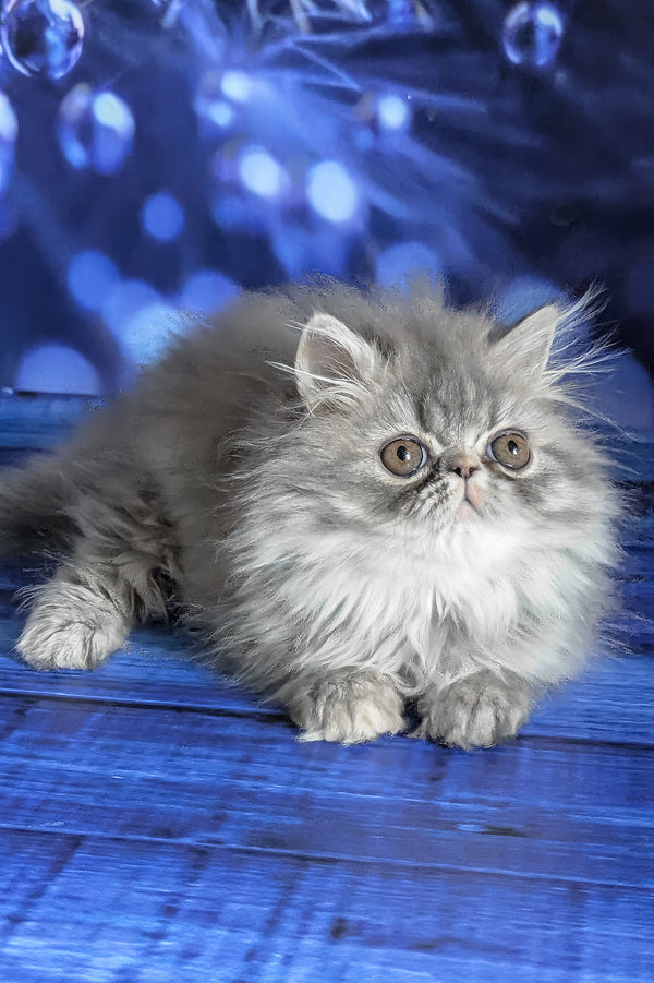Pandora | Persian Kitten
