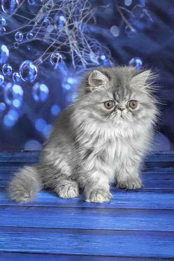 Pandora | Persian Kitten