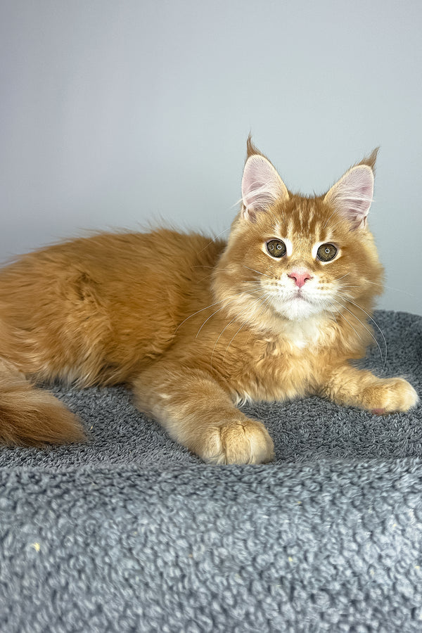 Paprica | Maine Coon Kitten