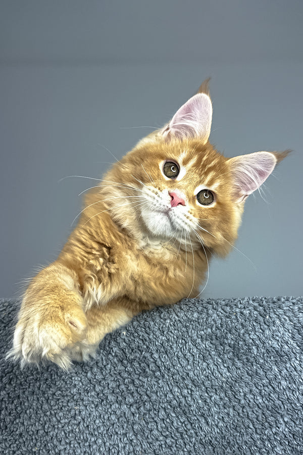 Paprica | Maine Coon Kitten