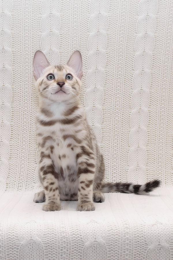 Parker | Bengal Kitten