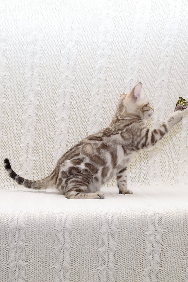 Parker | Bengal Kitten