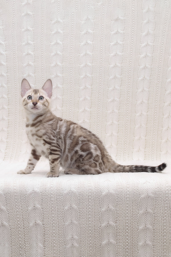 Parker | Bengal Kitten