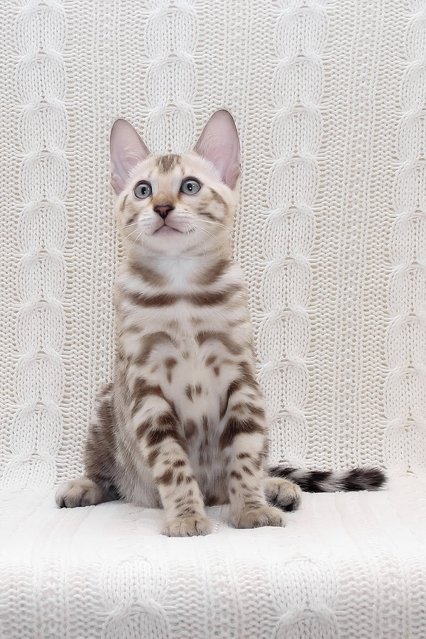 Parker | Bengal Kitten