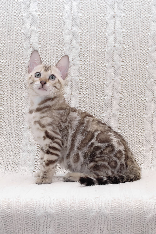 Parker | Bengal Kitten