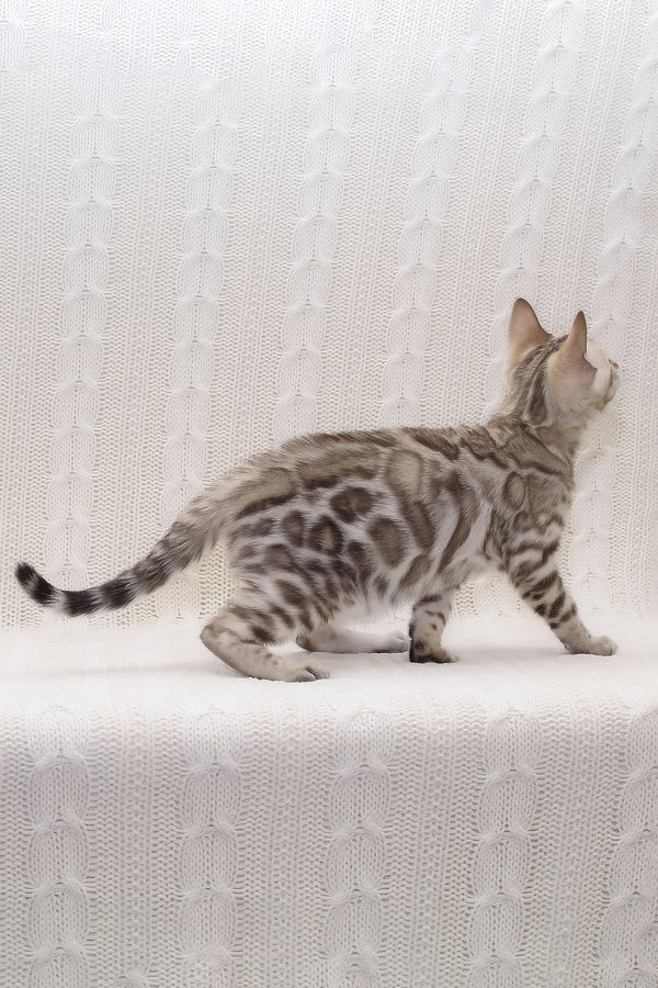 Parker | Bengal Kitten