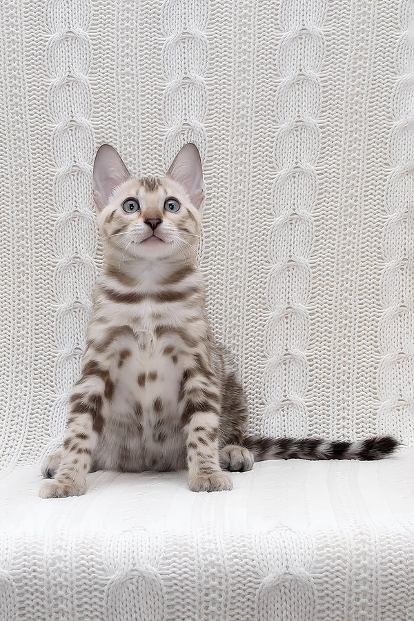 Parker | Bengal Kitten