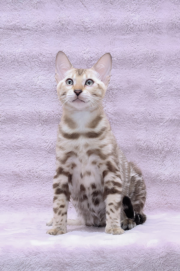 Parker | Bengal Kitten