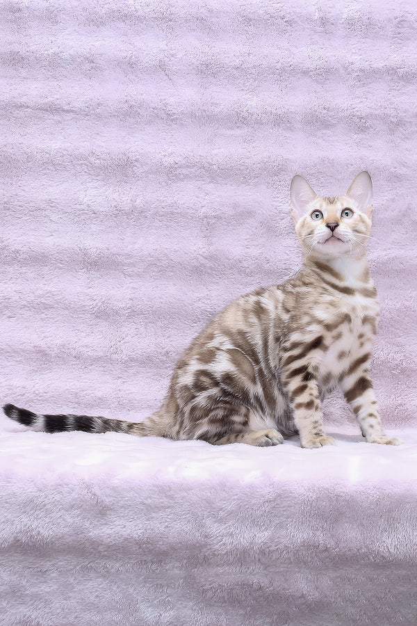Parker | Bengal Kitten