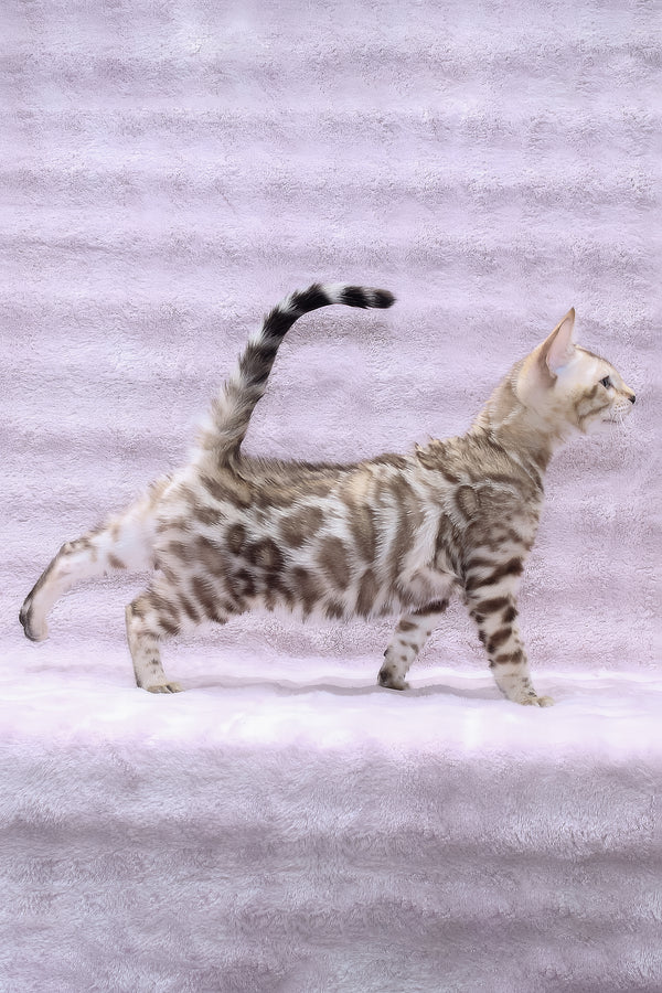 Parker | Bengal Kitten