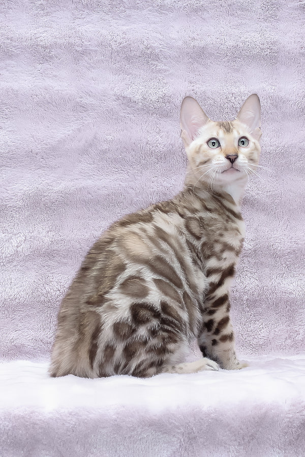 Parker | Bengal Kitten