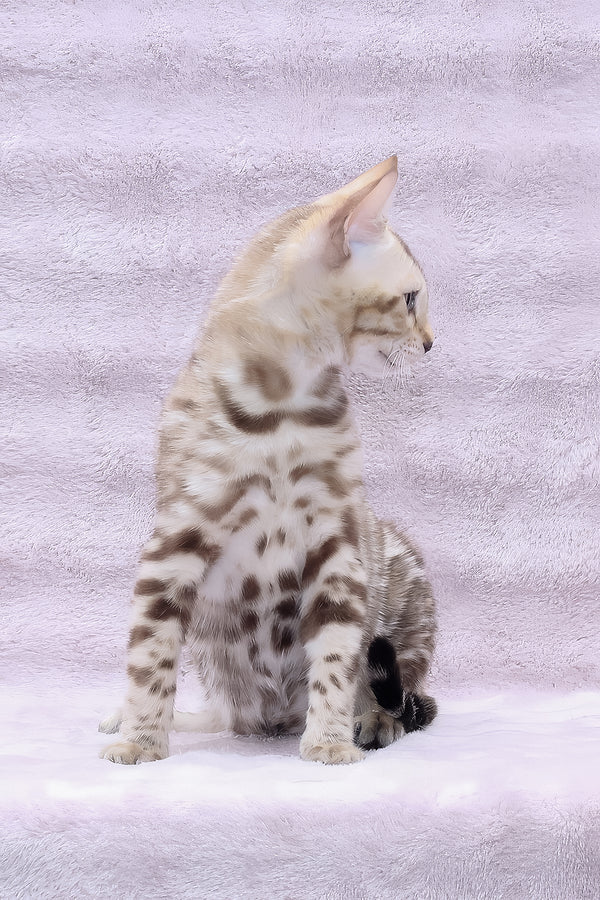 Parker | Bengal Kitten
