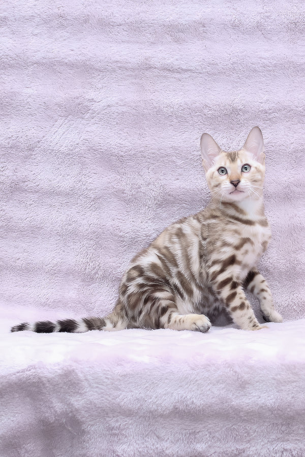 Parker | Bengal Kitten