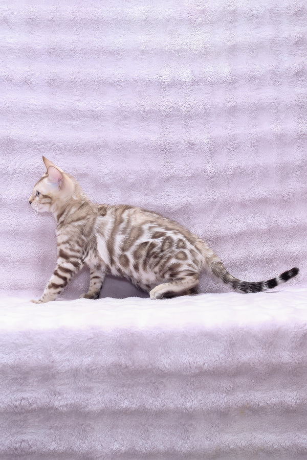 Parker | Bengal Kitten