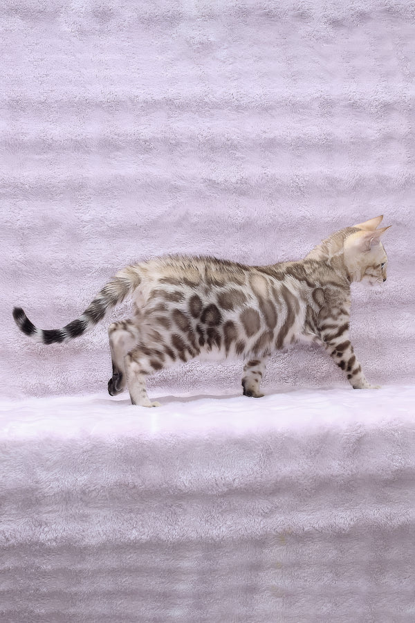 Parker | Bengal Kitten