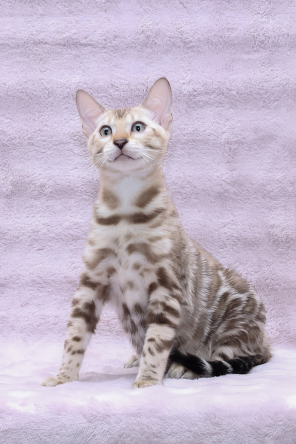 Parker | Bengal Kitten