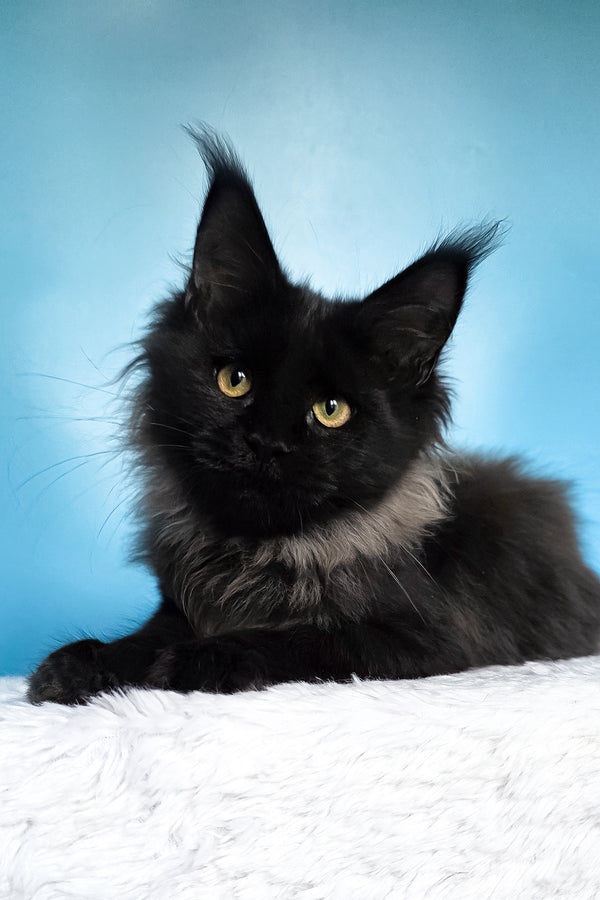 Patricia | Maine Coon Kitten