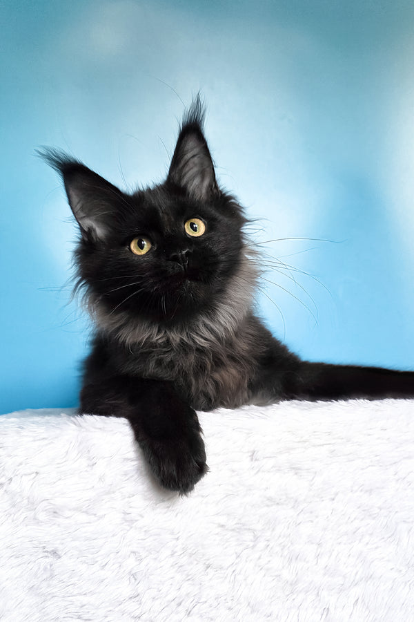 Patricia | Maine Coon Kitten