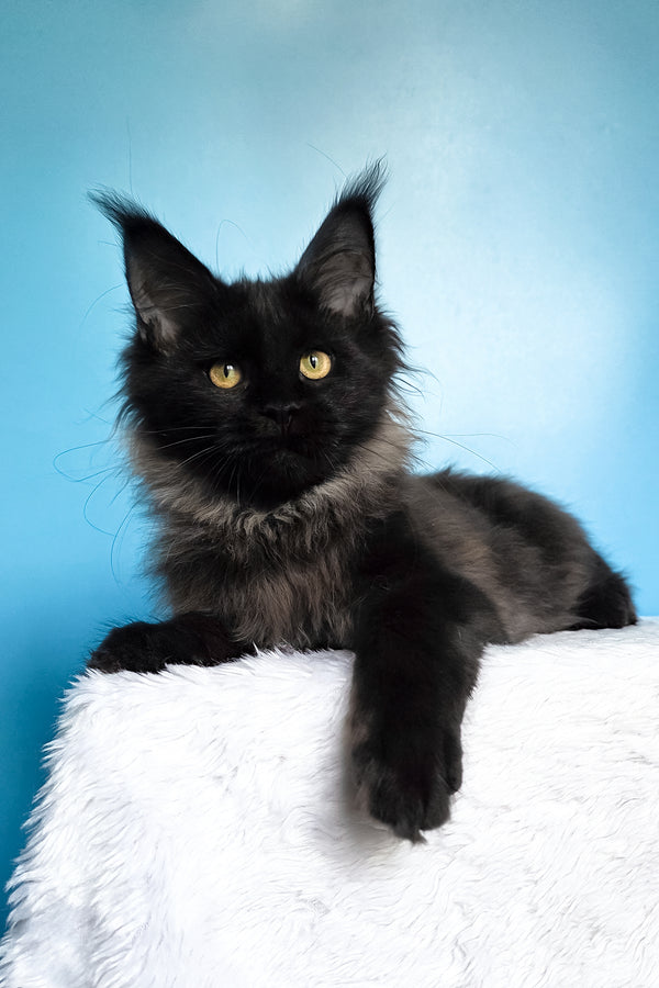 Patricia | Maine Coon Kitten