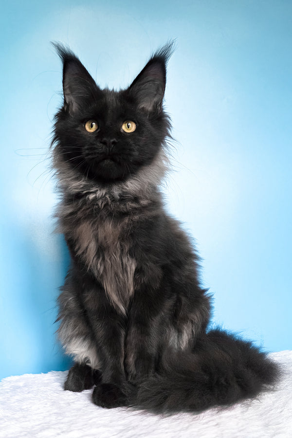 Patricia | Maine Coon Kitten