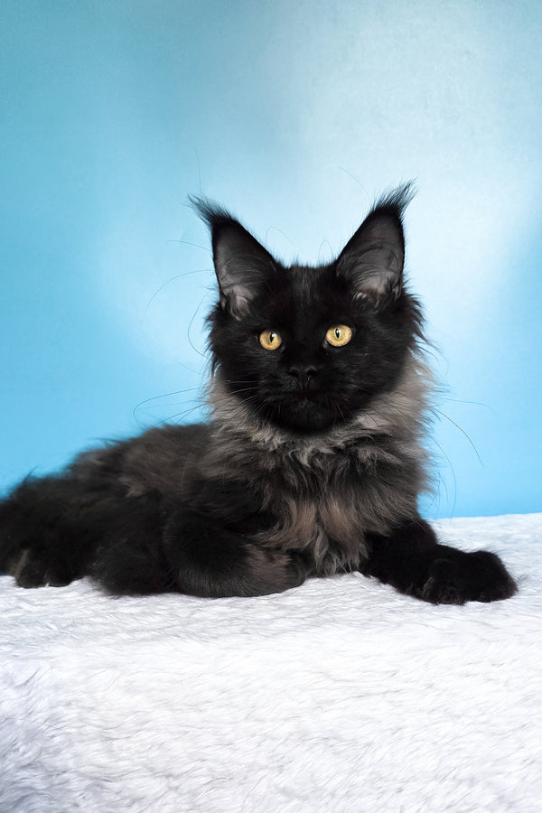 Patricia | Maine Coon Kitten