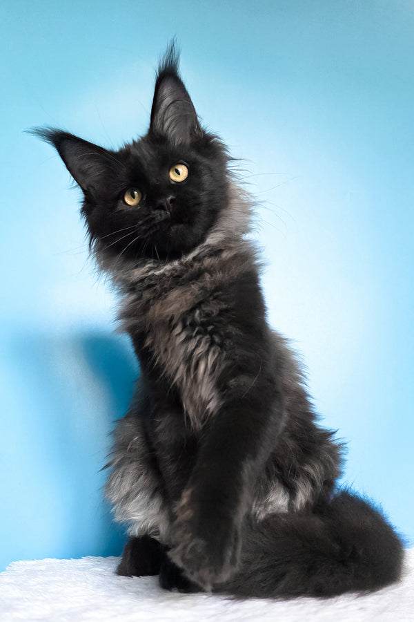 Patricia | Maine Coon Kitten