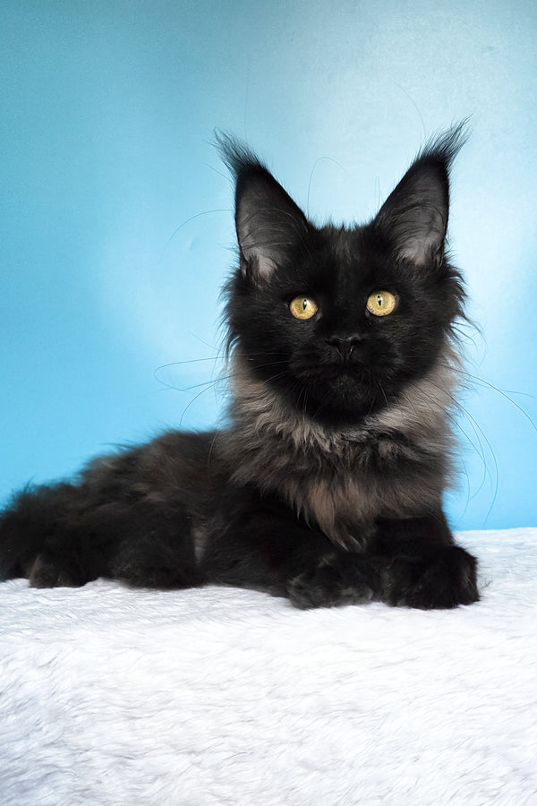 Patricia | Maine Coon Kitten