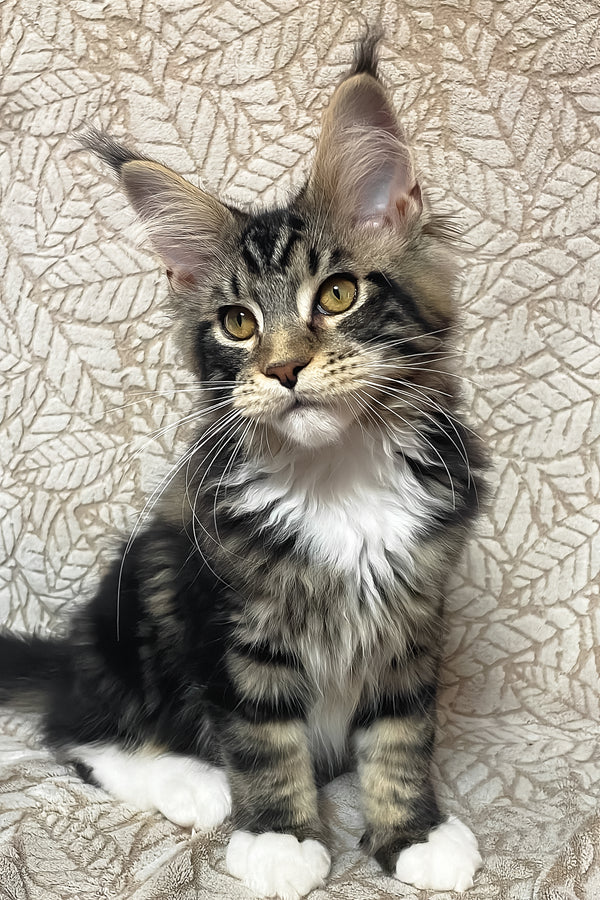 Patrick | Maine Coon Kitten