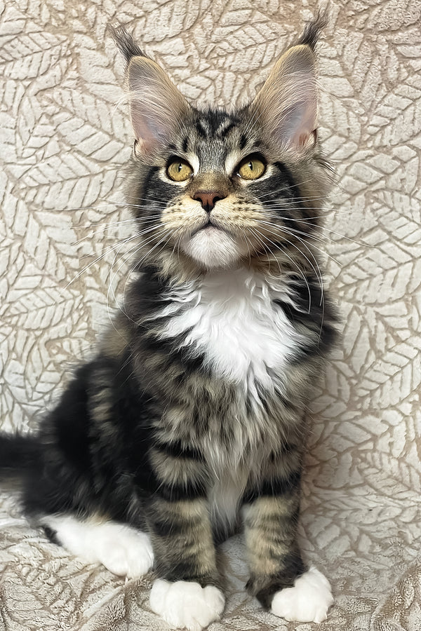 Patrick | Maine Coon Kitten