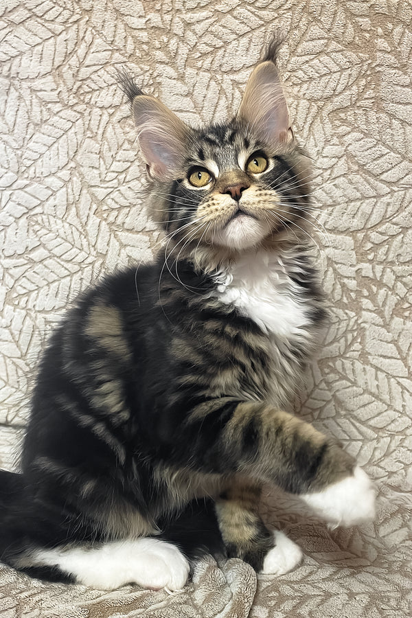 Patrick | Maine Coon Kitten