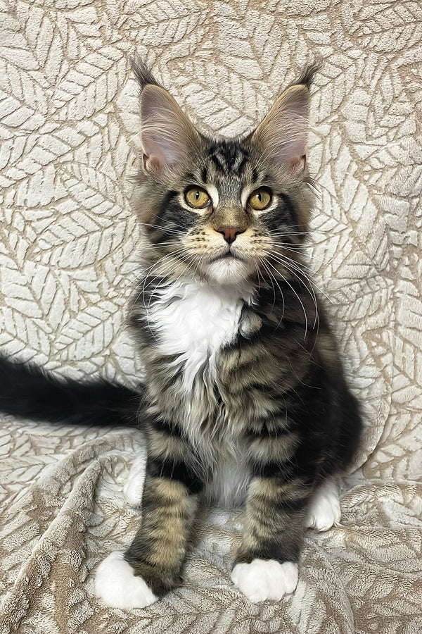 Patrick | Maine Coon Kitten