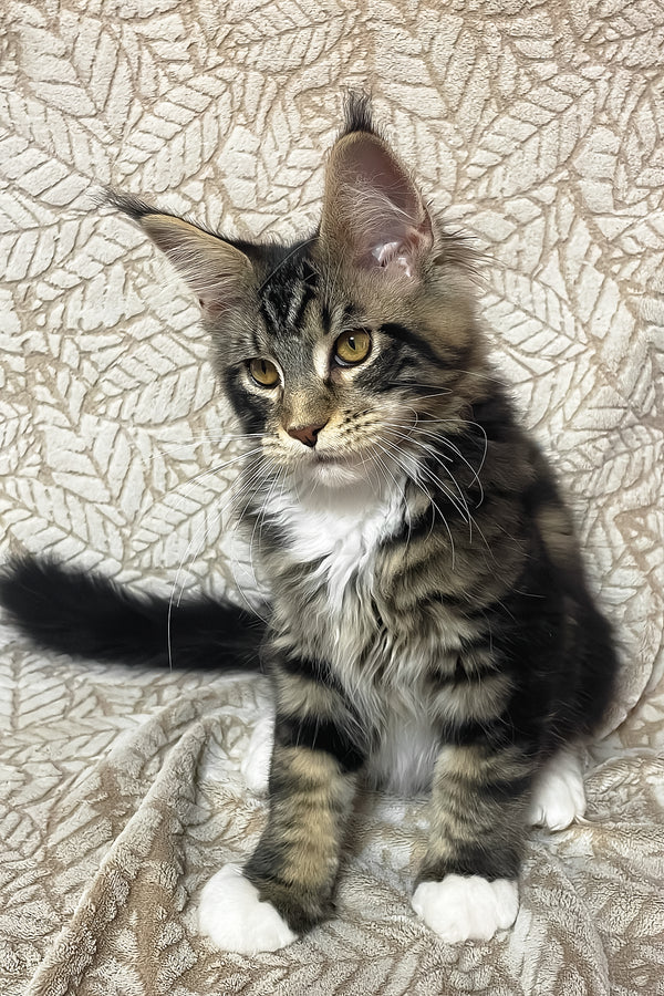 Patrick | Maine Coon Kitten
