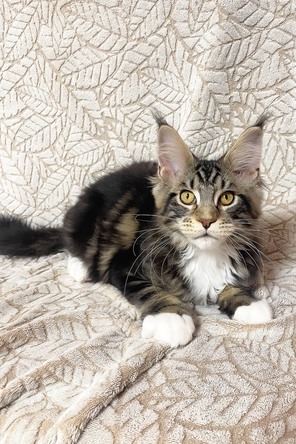 Patrick | Maine Coon Kitten