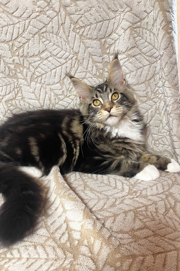 Patrick | Maine Coon Kitten