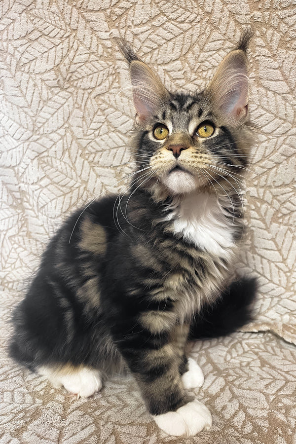 Patrick | Maine Coon Kitten