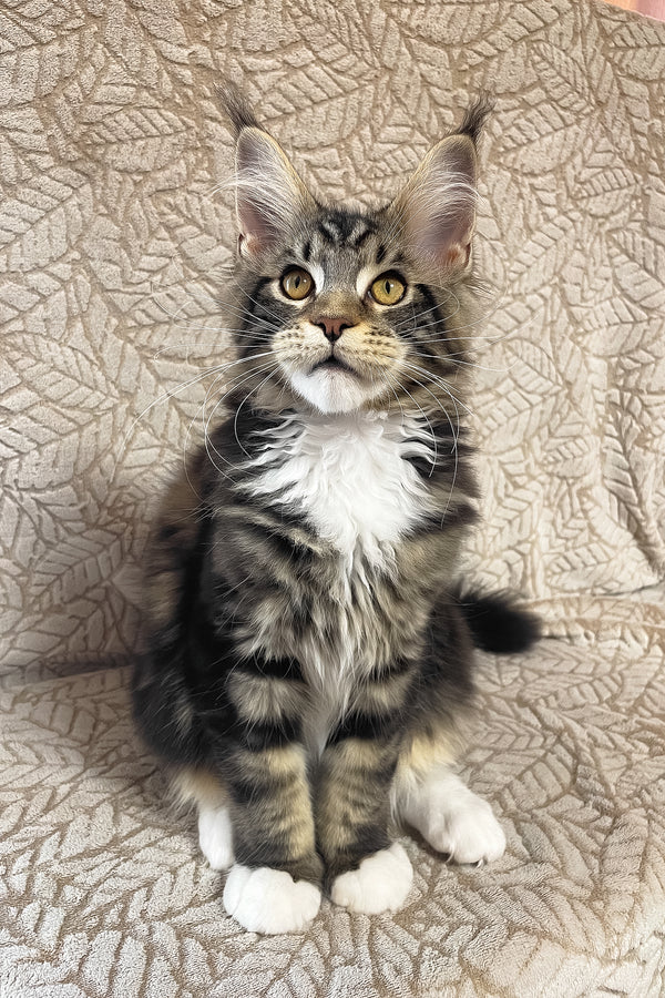 Patrick | Maine Coon Kitten