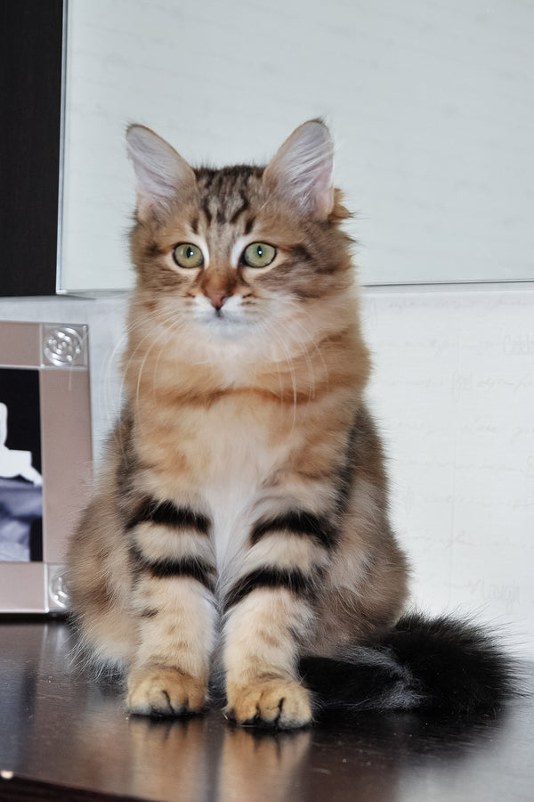Paula | Siberian Kitten