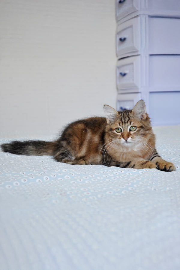 Paula | Siberian Kitten