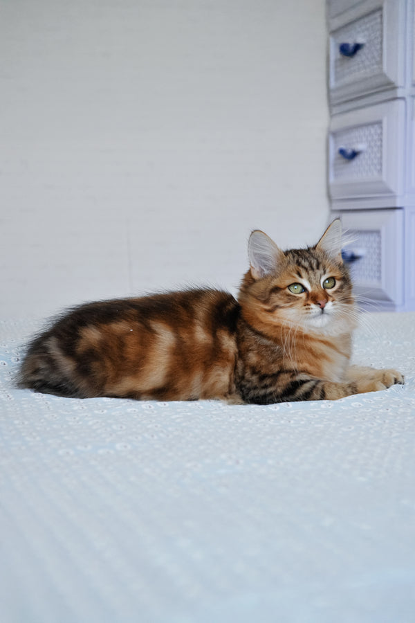 Paula | Siberian Kitten