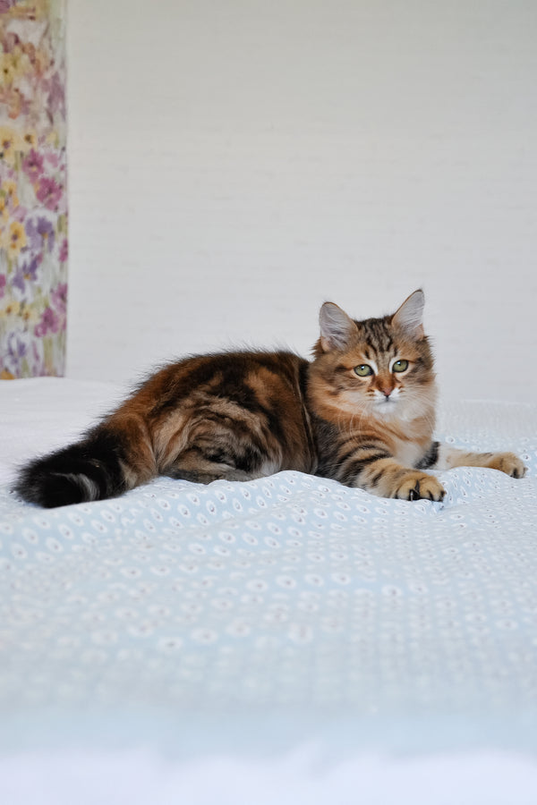 Paula | Siberian Kitten