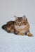 Paula | Siberian Kitten