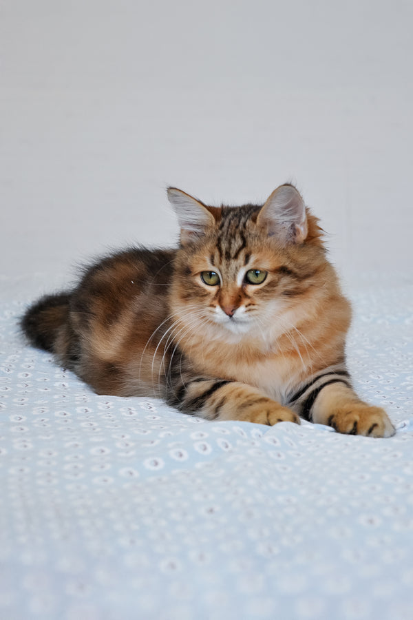 Paula | Siberian Kitten