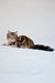 Paula | Siberian Kitten