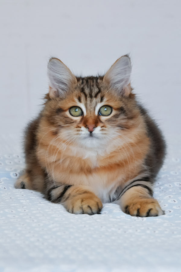 Paula | Siberian Kitten