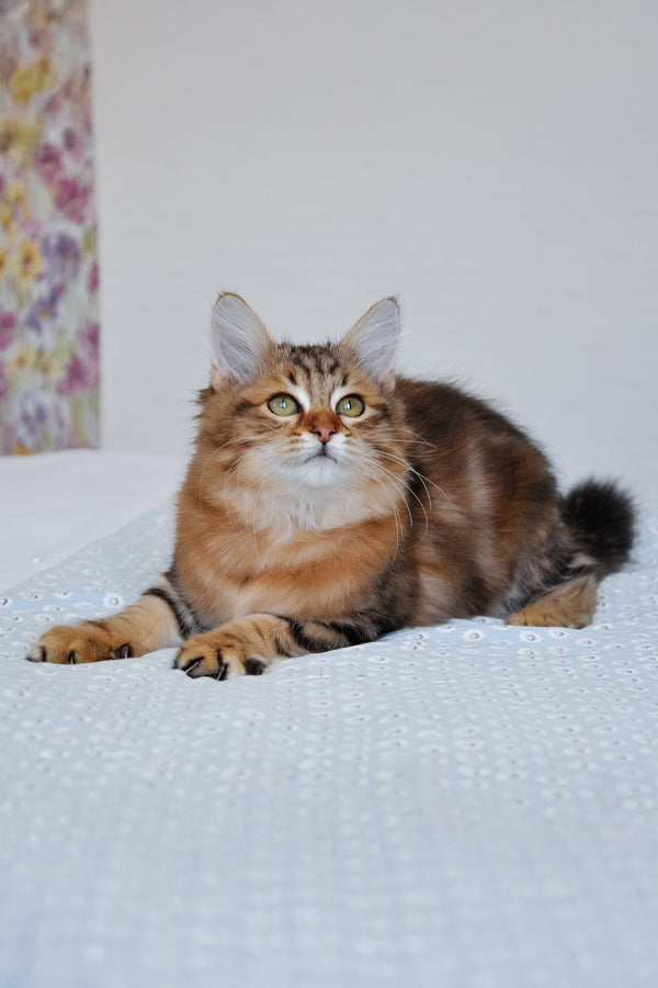Paula | Siberian Kitten