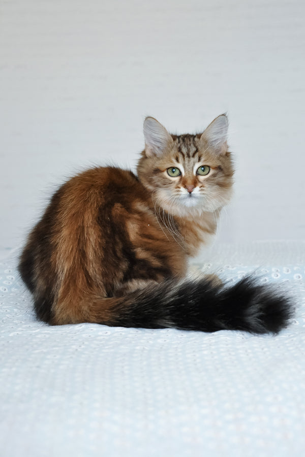 Paula | Siberian Kitten