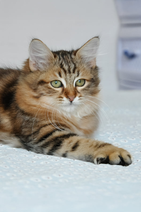 Paula | Siberian Kitten