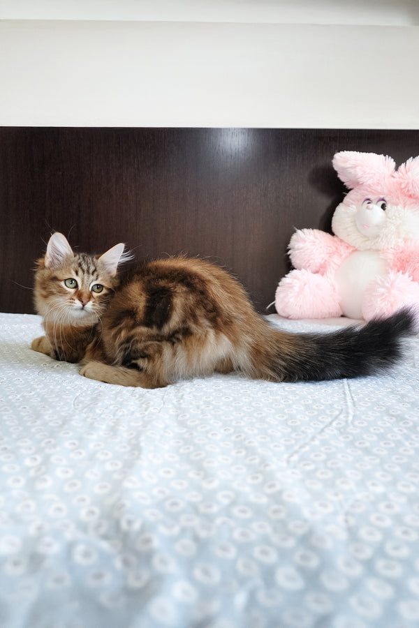 Paula | Siberian Kitten