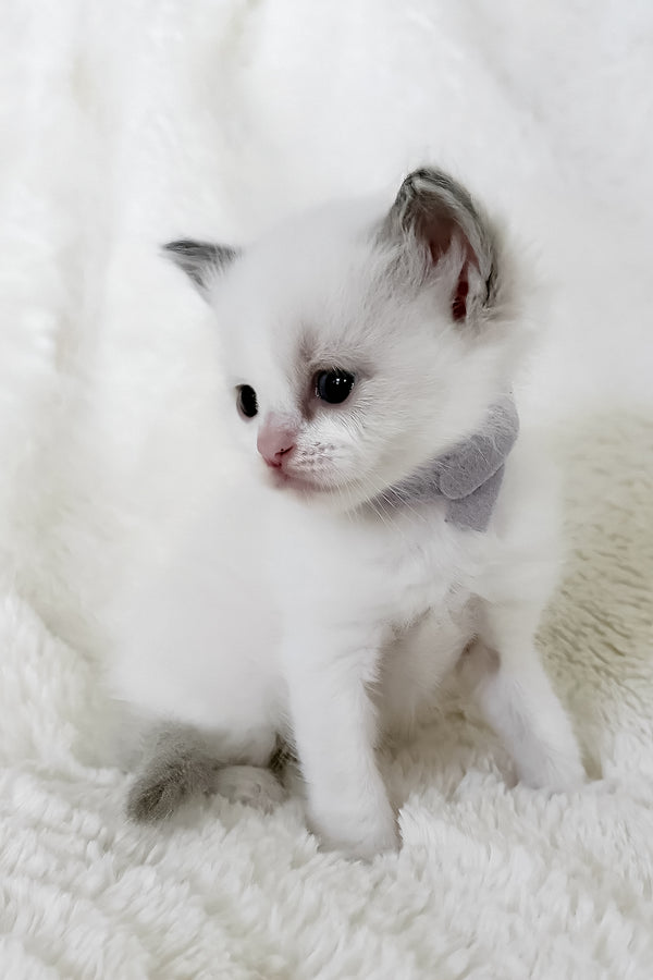 Pearl | Ragdoll Kitten