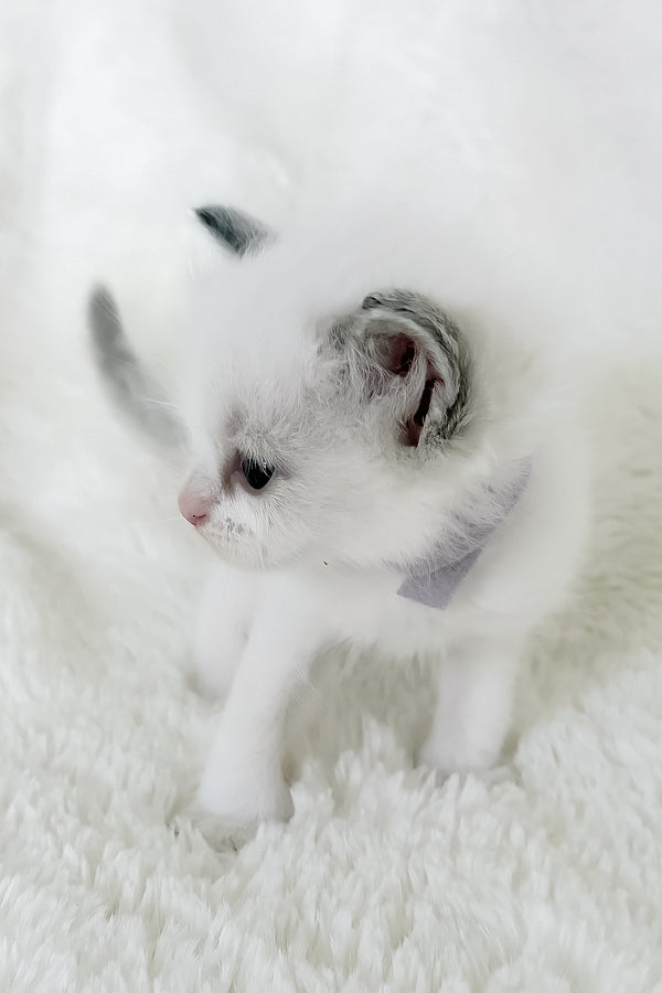 Pearl | Ragdoll Kitten